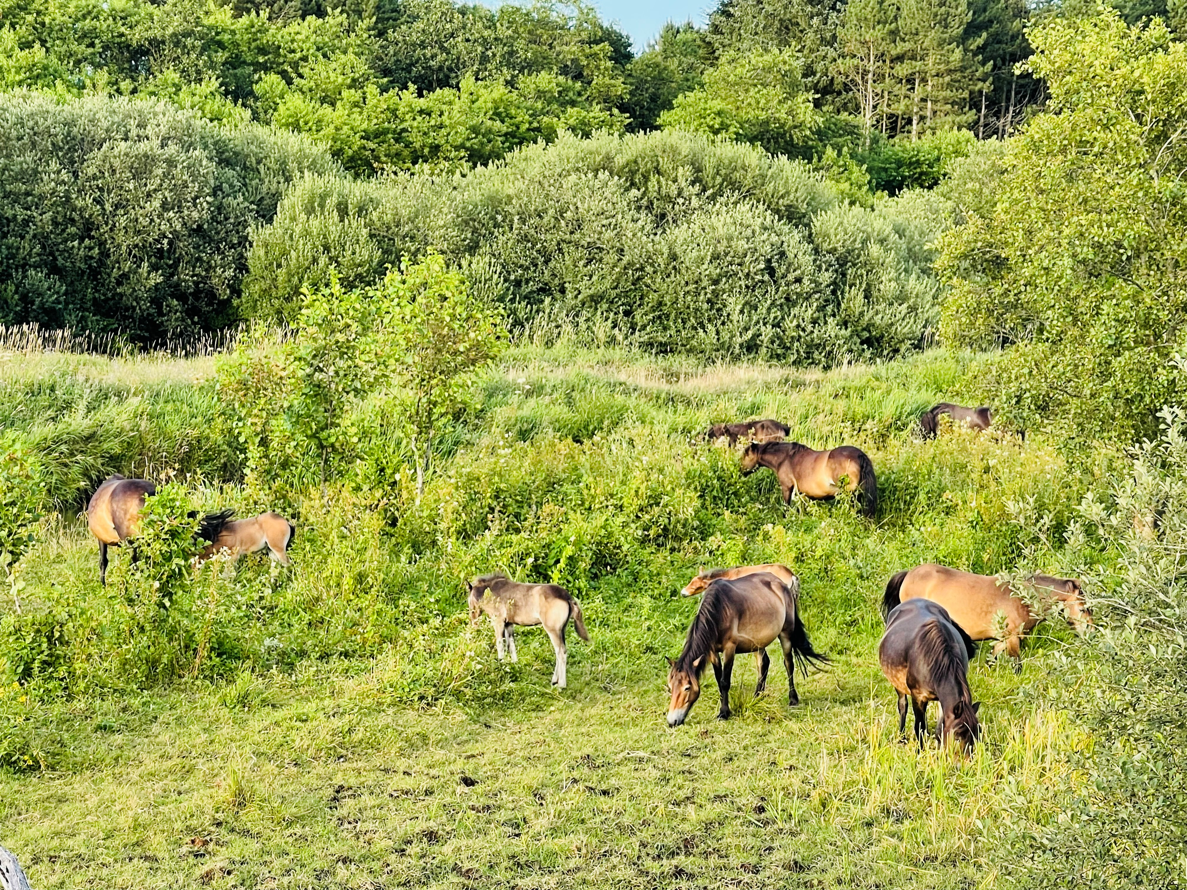Wide shot of 10棕色小马在茂密的绿色树叶中吃草 